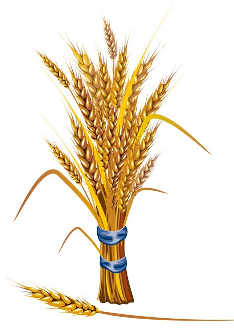 Wheat Png Image Wheat Drawing Wheat Red Background Images