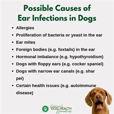 Some Common Causes Of Ear Infections In Dogs Doghealth Dogcare