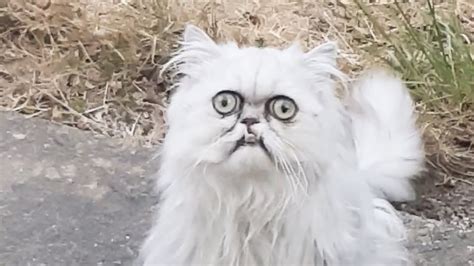 Evil Looking Cat Stares Straight At Camera Youtube