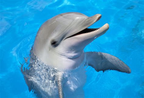 Dolphins Have Human Personality Traits •