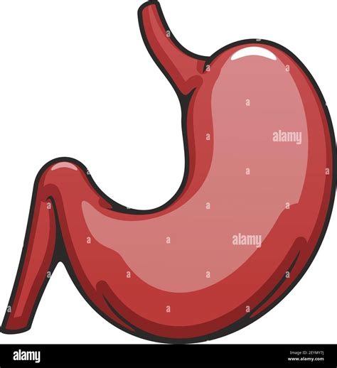 Internal Body Organ Icon Human Stomach Vector Digestive System