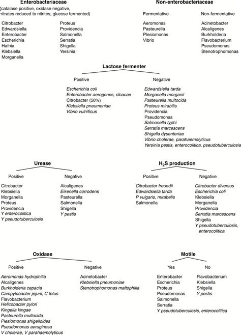 Gram Negative Bacilli Lactose Fermenting