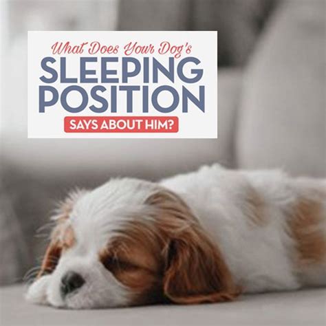 What Does Your Dogs Sleeping Position Say About Them