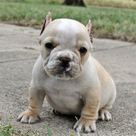 Jamie sweet and amy krogman from the shorty bulldog puppies for sale are muscled with a dense structure and have witty character traits to. Shorty Bull Info, History, Temperament, Training, Puppies, Pictures