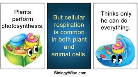 Bacterial and animal cell are two kinds of living cells found in nature. Similarities Between Plant and Animal Cells - Biology Wise