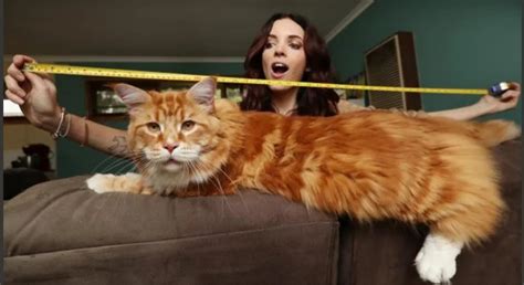 Omar Mide 1 Metro Pesa 14 Kilos Y Es Considerado El Gato Más Grande