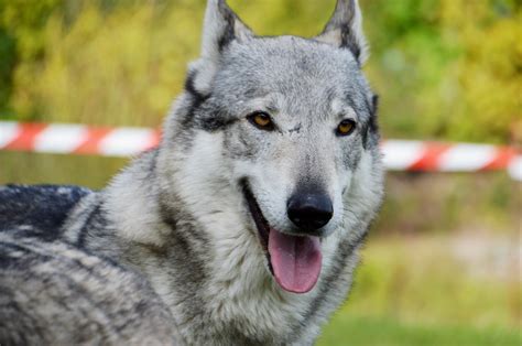 Cane Lupo Cecoslovacco Prezzo Carattere Aspetto Greenstyle