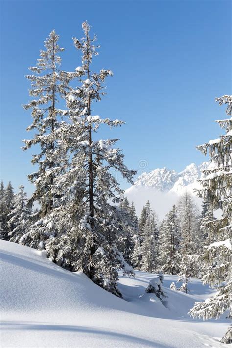 Winter Forest Landscape With Snowy Fir Trees Austrian Alps Stock Photo