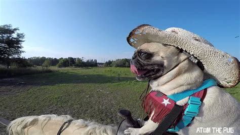 Pug On A Horse Youtube