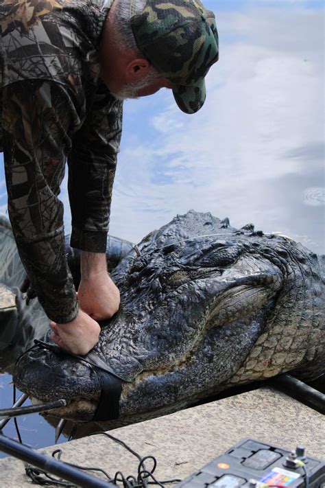 Photos 920 Pound Alligator Caught In Florida After 4 Hour Struggle
