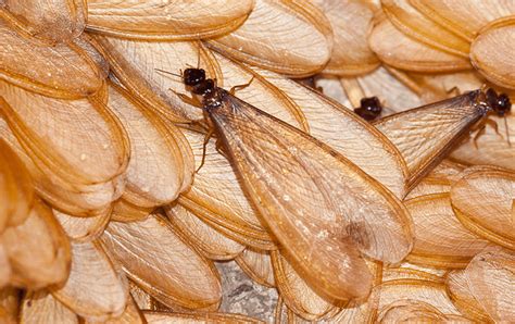 Termite Identification In Jacksonville Fl Lindsey Pest Services
