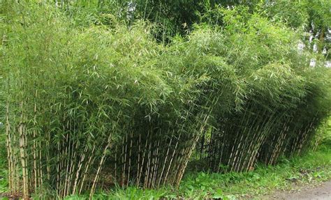 100 Umbrella Bamboo Seeds Fargesia Spathacea Murielae Etsy Australia