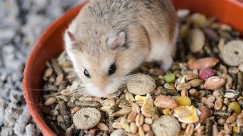 What Can Hamsters Eat Advice From A Vet On Good Hamster Diets Petsradar
