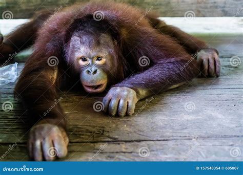 Sumatran Orangutan Sad Orangutan Editorial Stock Image Image Of Population Chordata 157548354
