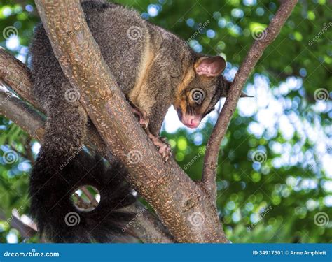 Brushtail Possum Stock Image Image Of Wildlife Phalangeridae 34917501