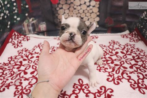 At bulldog liquidators our goal is to provide both superior customer experience and tremendous value for our customers. Dixon: French Bulldog puppy for sale near Las Vegas ...