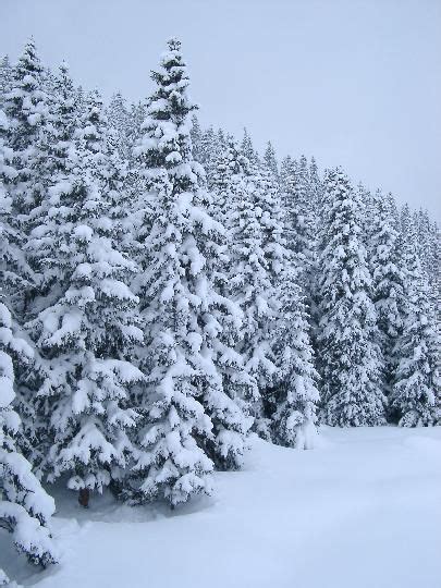 Snow Covered Pines Winter Love Winter Wonder Winter Snow Iphone