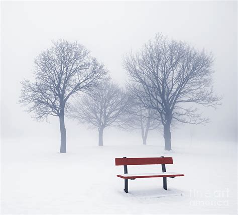 Winter Trees And Bench In Fog Photograph By Elena Elisseeva