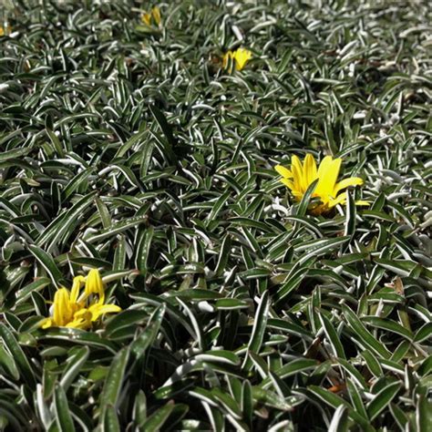 Dymondia Margaretae Wildflower Nursery