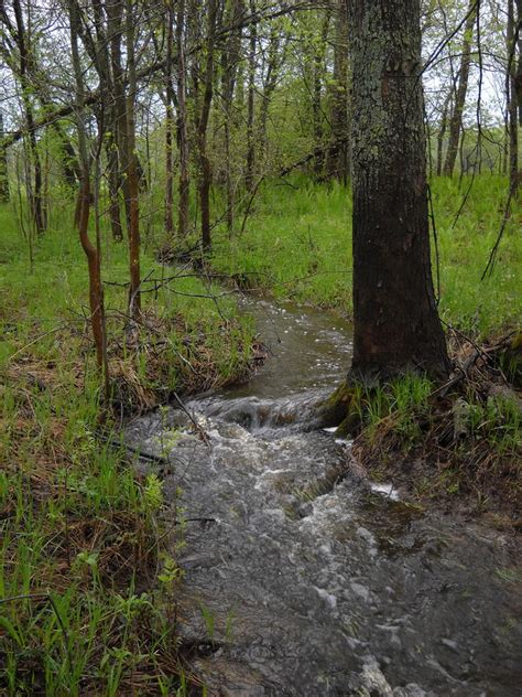 Small Stream In The Woods By Kent Lorentzen