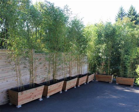 Potted Bamboo Privacy Screen Bamboo In Pots Backyard Bamboo Planter