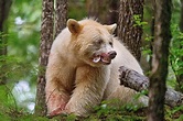 Great Bear Rainforest IMAX - Spirit Bear Lodge