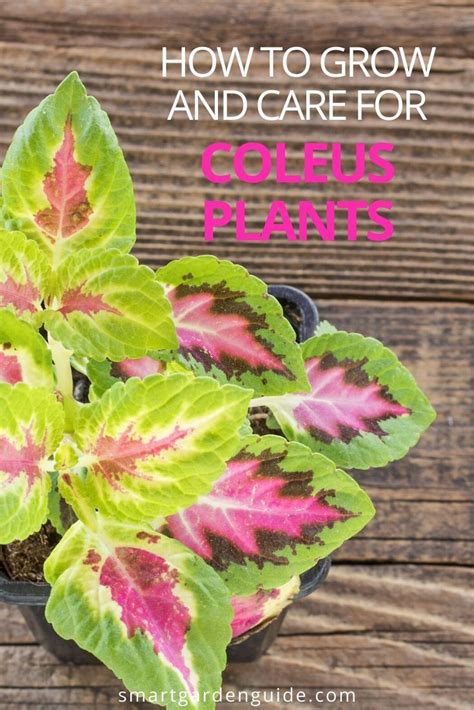Coleus Plant Care Indoors How To Grow Coleus Houseplants Smart