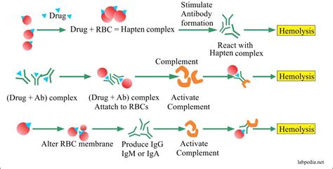 Chapter 27 Autoimmune Diseases Autoimmune Hemolytic Anemia Aha