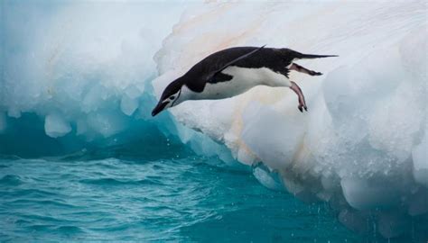 They use their wings to travel underwater, but they cannot travel in the air. بطريق | استئصال الرحم بطريق البطن
