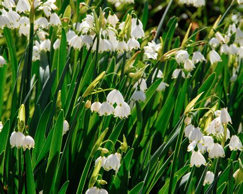 Leucojum Aestivum Summer Snowflakes — Shop Online At Farmer Gracy Uk