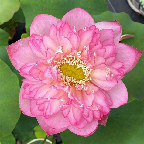 Pink Lady Lotus Chalily Ponds And Gardens