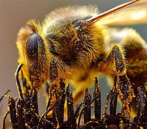 Photographing Bees-One of Nature's Most Valuable Resources | HubPages