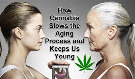 Cannabis Slows Down The Aging Process Farawayland Seed Bank