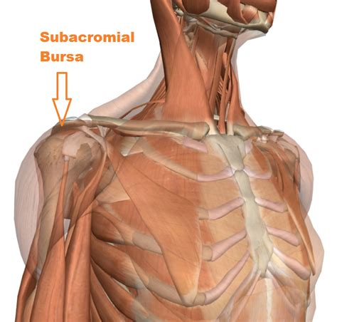 Subacromial Bursa Anatomy