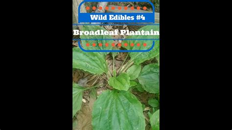 Wild Edibles 4 Broadleaf Plantain Youtube