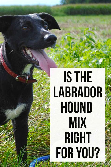 Lab Hound Mix A Complete Guide To Labrador Hound Mix