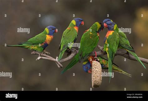 Six Rainbow Lorikeets Trichoglossus Moluccanus Competing For Food