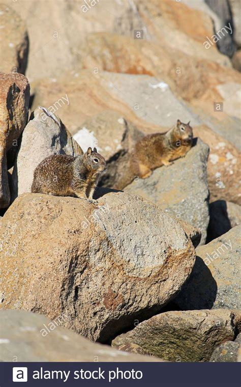 Ground Squirrel On Rocks Near Shoreline In California Stock Photo Alamy