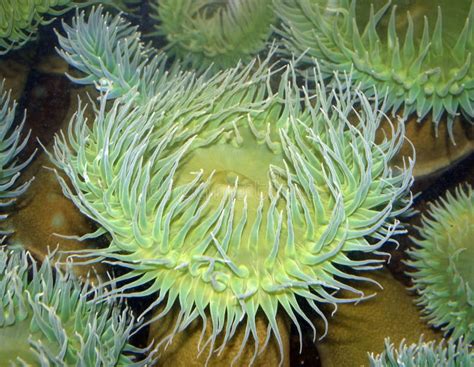 Sea Anemone Stock Photo Image Of Animal Nature Garland 12322684