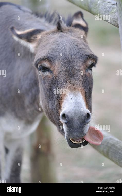 Donkey Or Equus Asinus Asinus Hi Res Stock Photography And Images Alamy