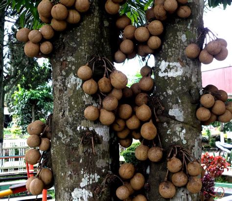 Buah Buahan Langka Asli Indonesia Yang Hampir Punah