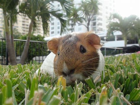 Depending on the state, this may not cover animals voluntarily surrendered by owners. GUINEA PIGS FOR SALE, Exotic animals, for Sale, Price