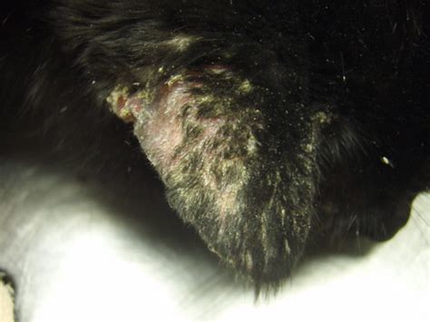 Crusting Skin Lesions On A Cat 2 This Cat Presented For Se Flickr