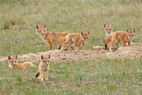 Swift Foxes Southern Alberta Canada Peter Maton Flickr