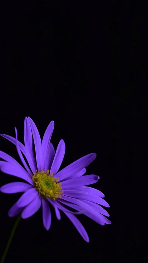 1080x1920 Purple Flower Blossom Iphone 76s6 Plus Pixel Xl One Plus