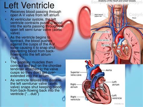 Difference Between Left And Right Ventricle Definitio