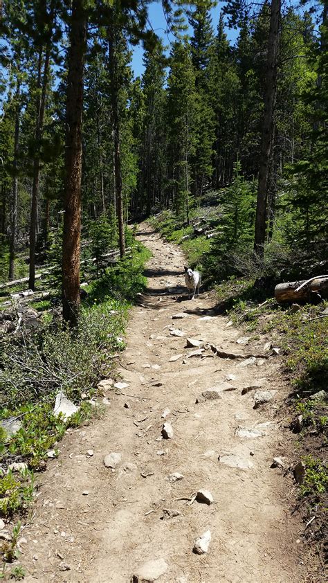 Breckenridge Early Summer Hiking Trails Breckenridge Colorado