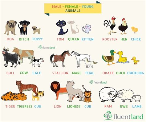 All Animals Name In English And Hindi