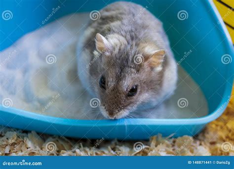 Hamster Inside His Cage Stock Image Image Of Adorable 148871441