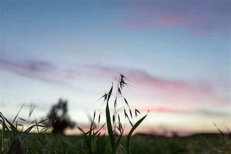 Silhouette Of Grass Against A Beautiful Sunset By Stocksy Contributor